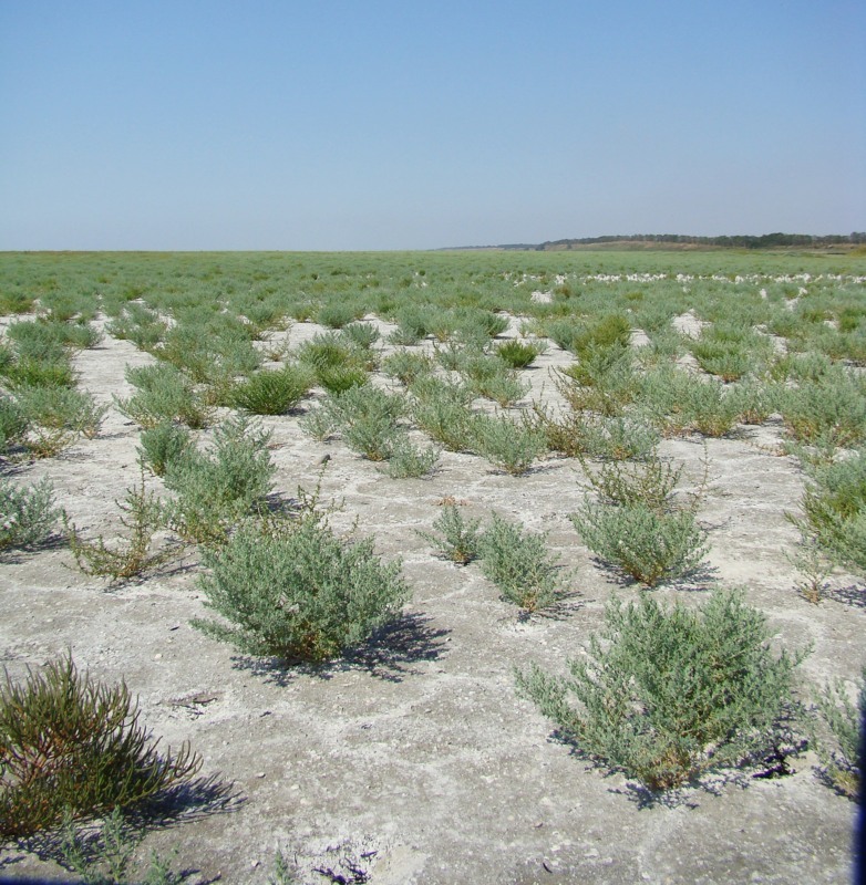 Изображение особи семейство Chenopodiaceae.