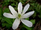 Anemone altaica. Цветок. Окр. Архангельска, луг. 11.05.2015.