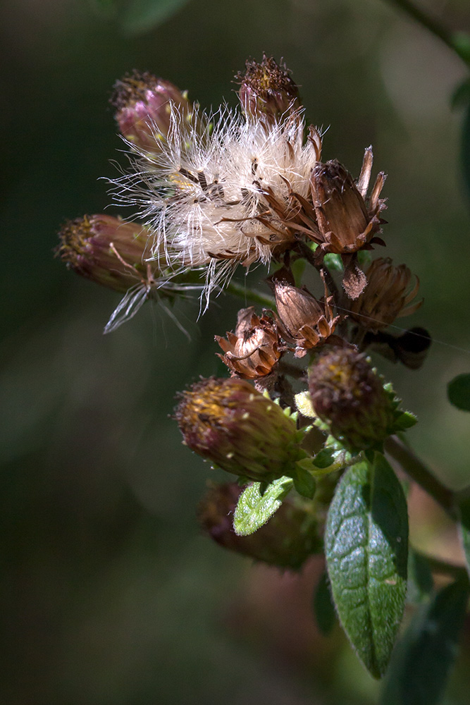 Image of Inula conyza specimen.