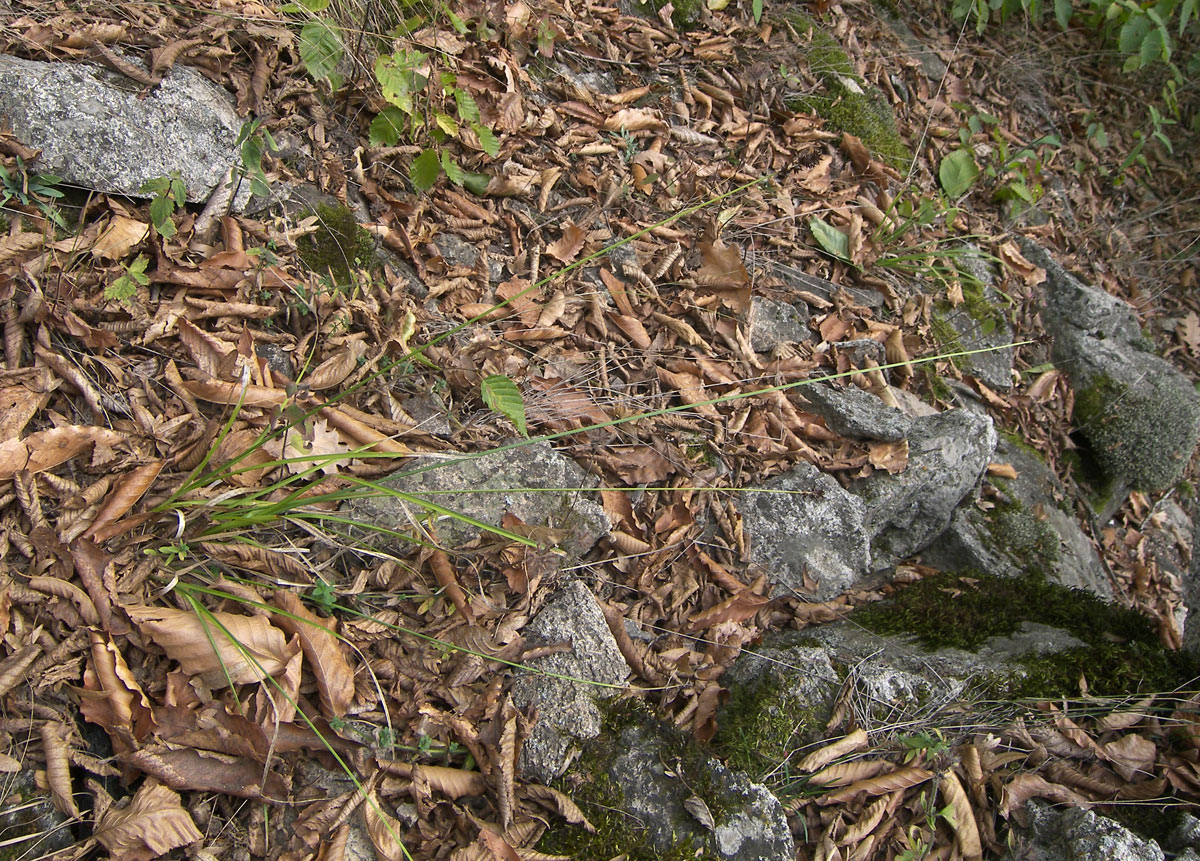 Image of Carex spicata specimen.