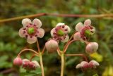 Chimaphila umbellata. Соцветия. Новгородская обл., Боровичский р-н, западнее г. Боровичи, сосновый лес. 18.07.2015.