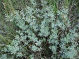 Potentilla argentea