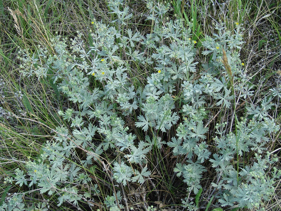 Изображение особи Potentilla argentea.