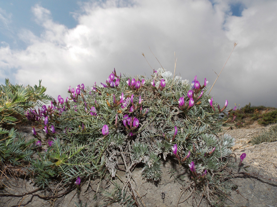 Image of Astragalus subuliformis specimen.