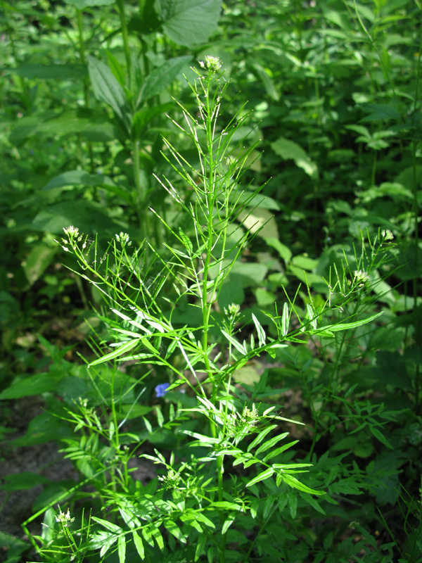 Изображение особи Cardamine impatiens.