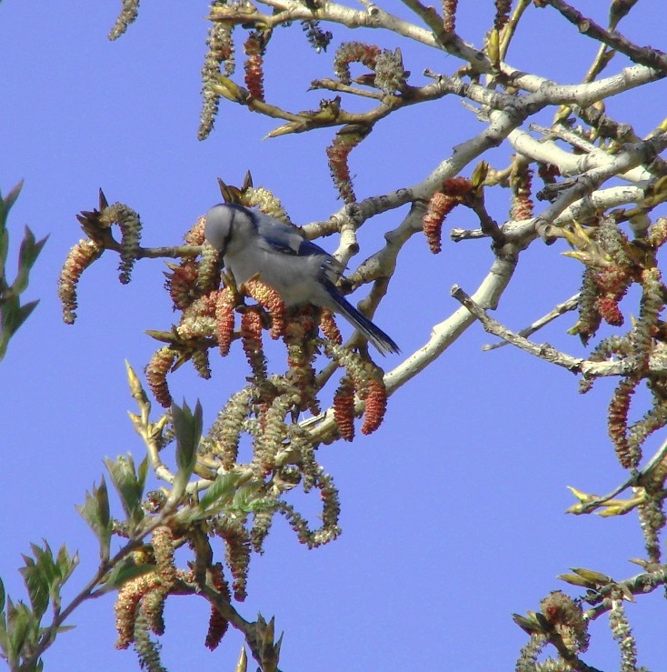 Image of Populus &times; sibirica specimen.