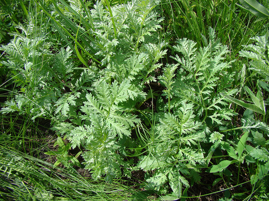 Image of Artemisia armeniaca specimen.