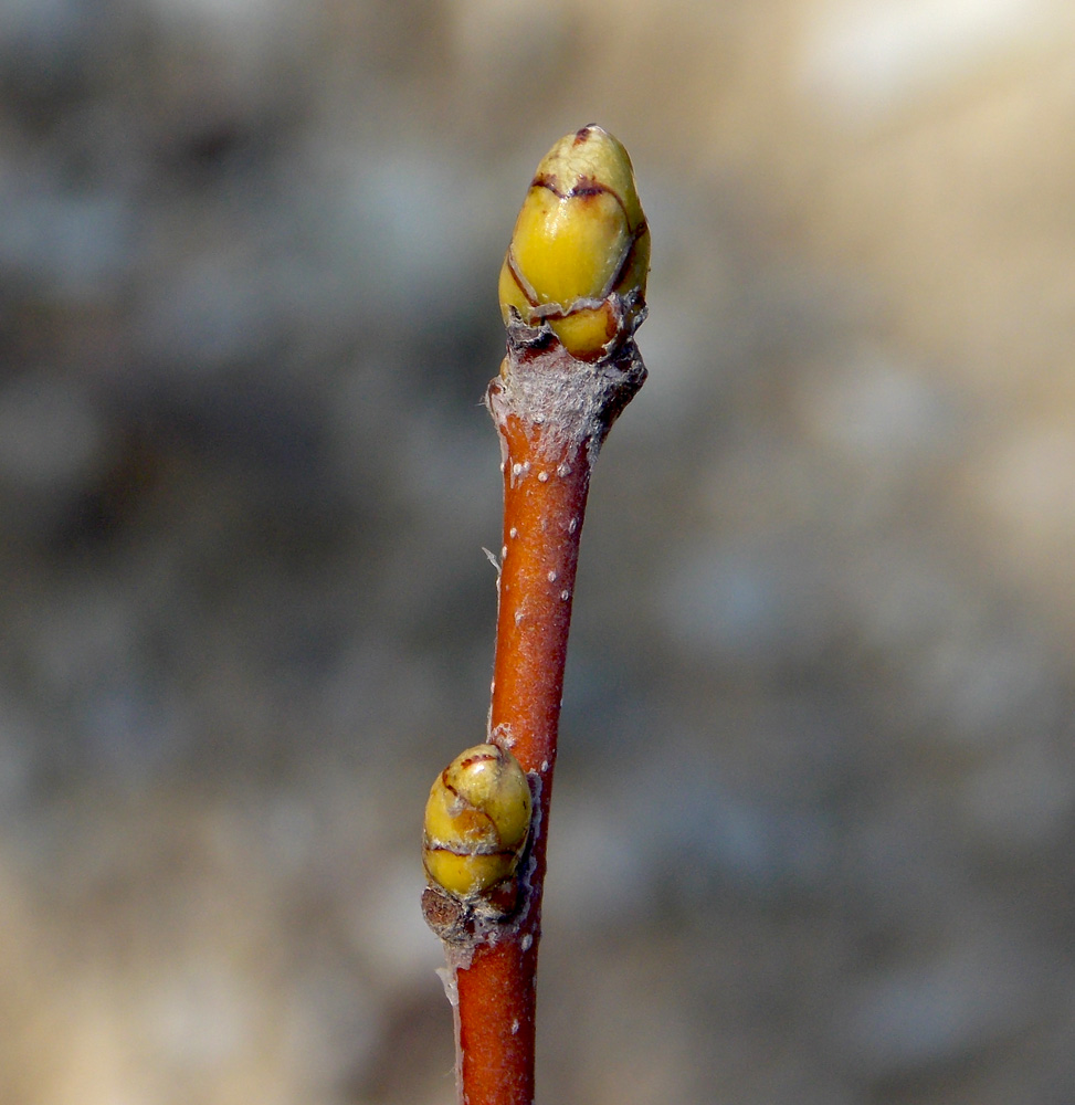 Image of Sorbus torminalis specimen.