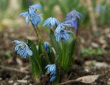 Scilla siberica. Цветущие растения. Крым, Севастополь, в культуре. 01.03.2016.