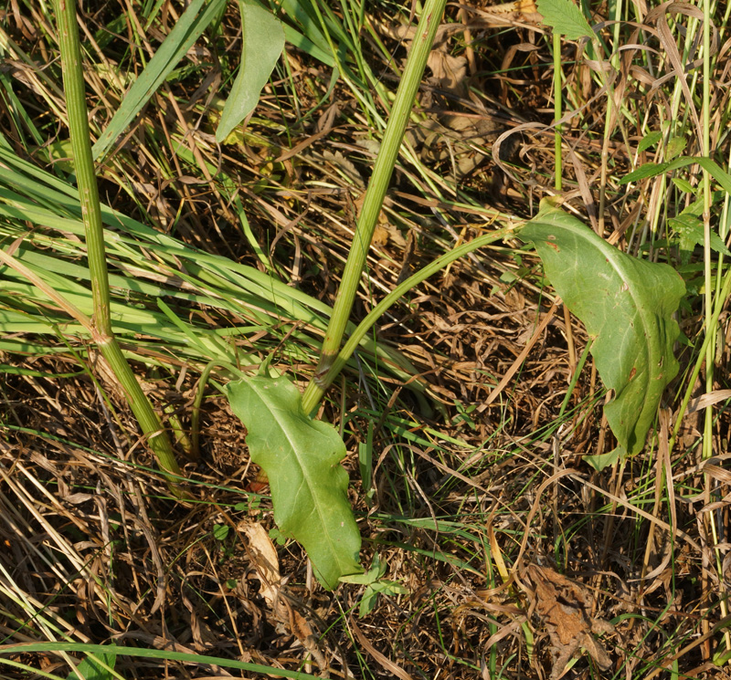 Image of Rumex thyrsiflorus specimen.