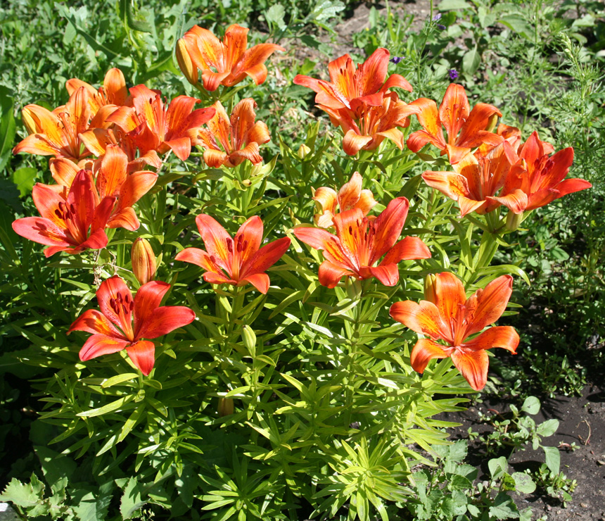 Image of Lilium pensylvanicum specimen.