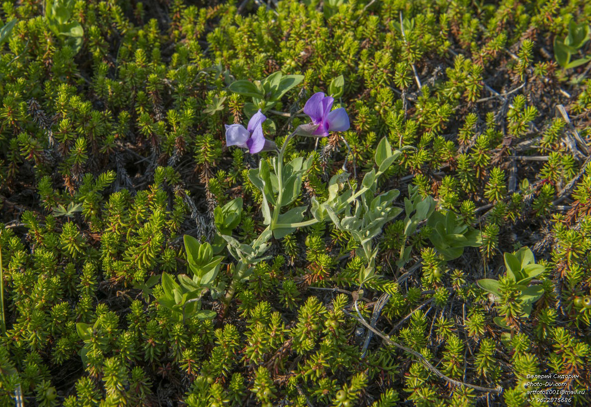 Image of Lathyrus japonicus specimen.