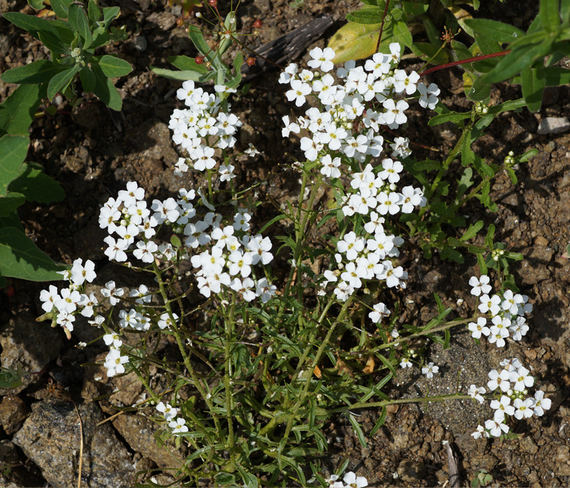 Image of Dontostemon pinnatifidus specimen.