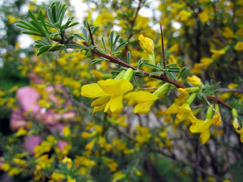 Image of Caragana spinosa specimen.