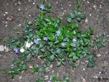 Vinca minor