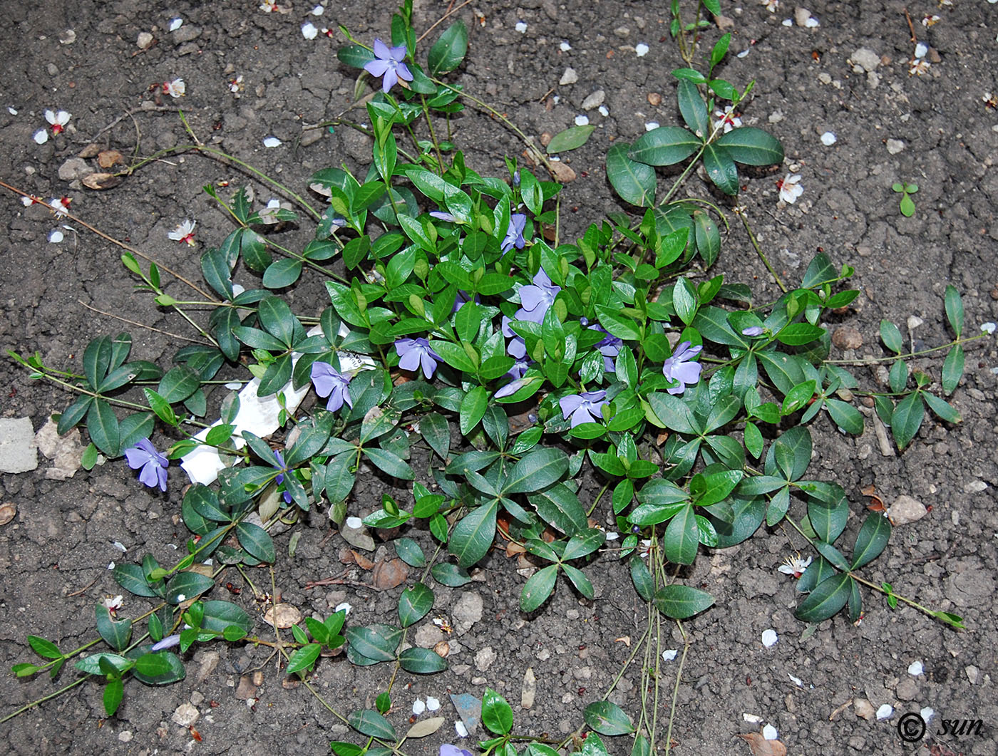 Image of Vinca minor specimen.