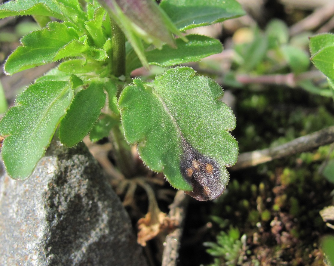 Image of Viola arvensis specimen.