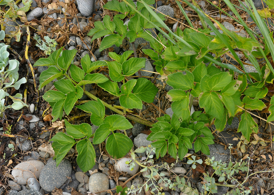 Image of Coelopleurum gmelinii specimen.