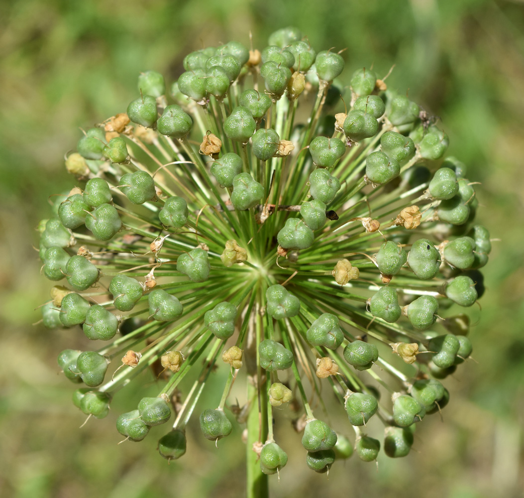 Image of Allium stipitatum specimen.