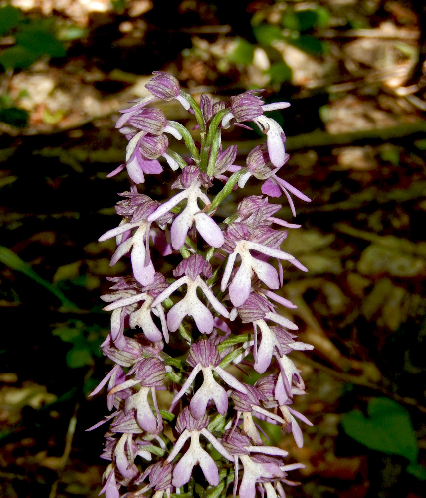 Image of Orchis purpurea ssp. caucasica specimen.