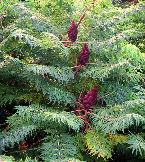 Изображение особи Rhus typhina f. dissecta.