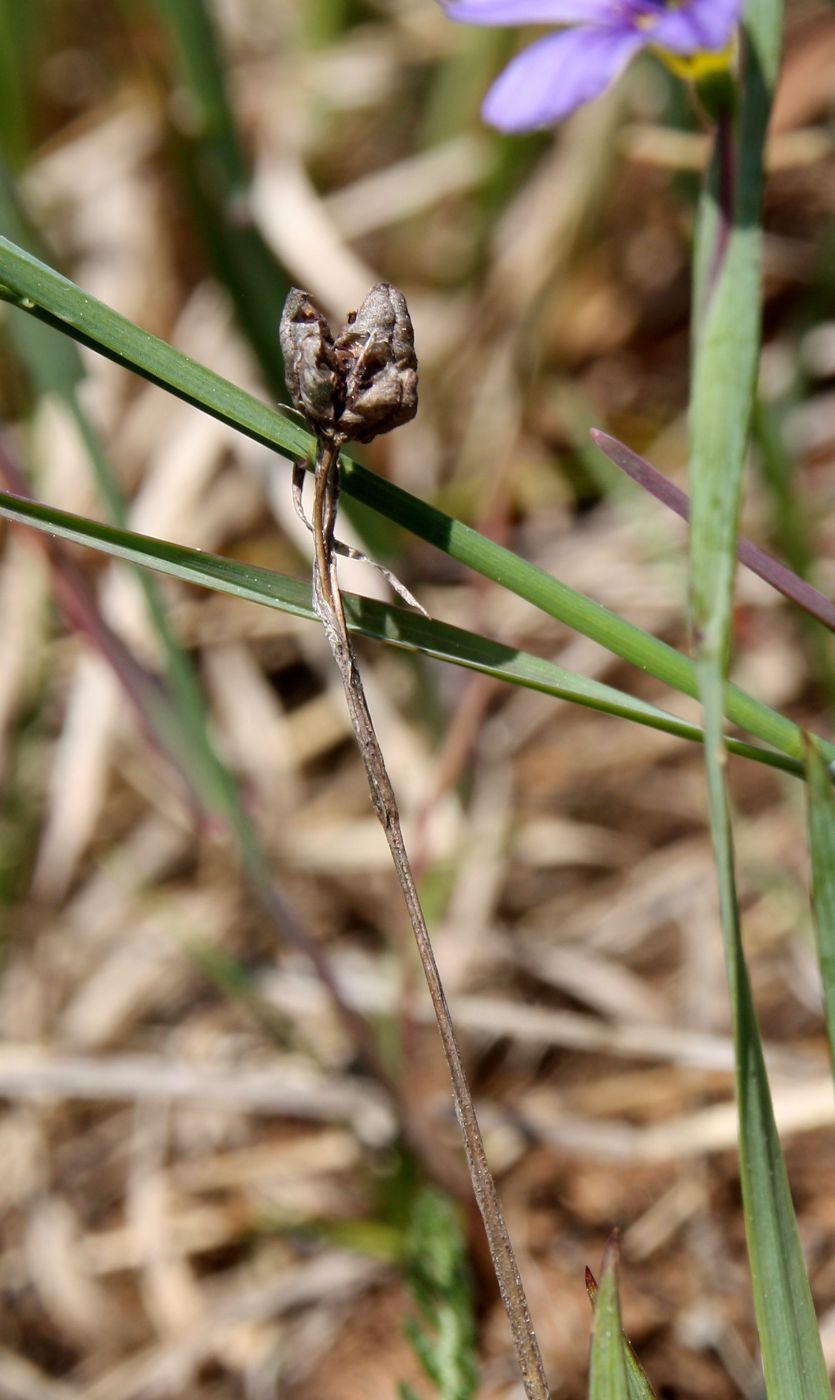 Image of Sisyrinchium septentrionale specimen.