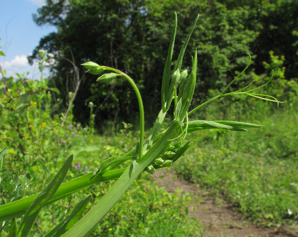 Изображение особи Lathyrus hirsutus.