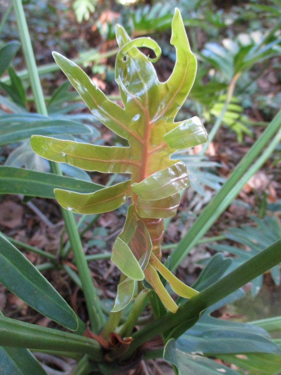 Image of Philodendron xanadu specimen.