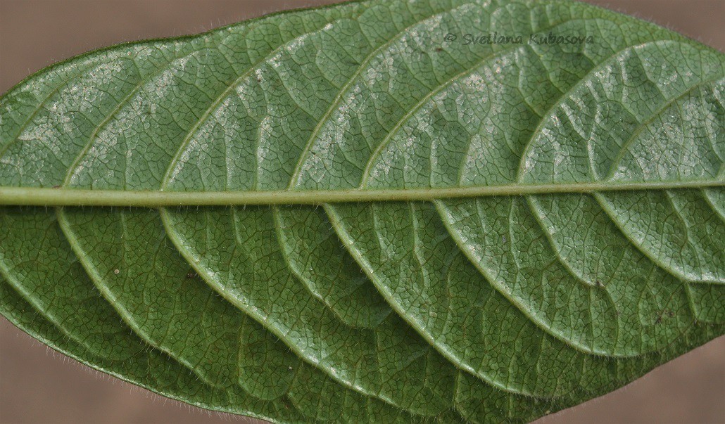 Image of Lonicera involucrata specimen.