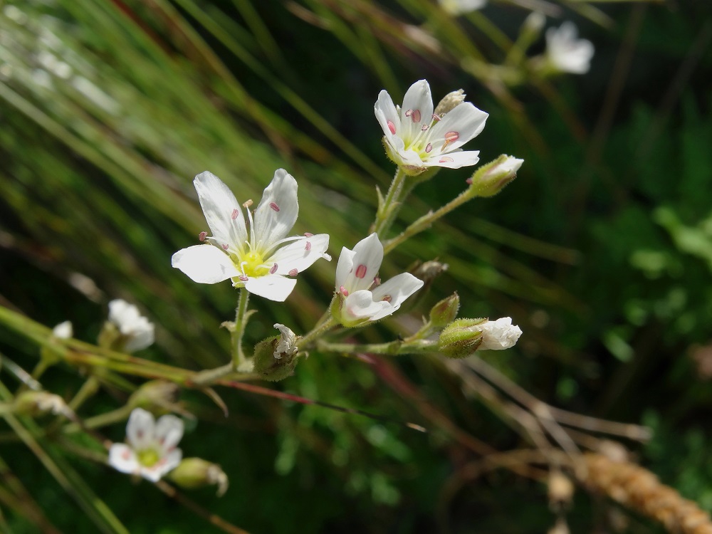 Image of Eremogone juncea specimen.