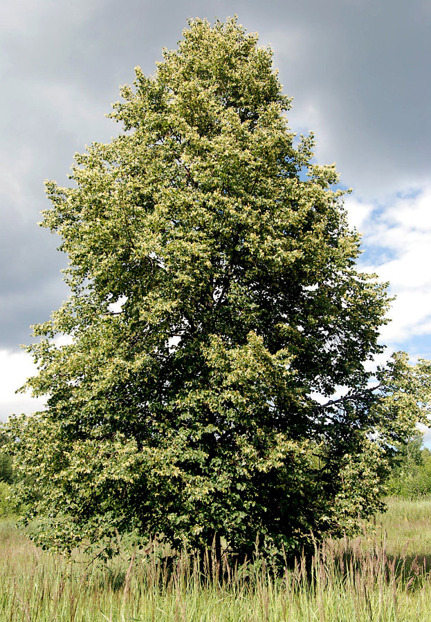 Image of Tilia cordata specimen.