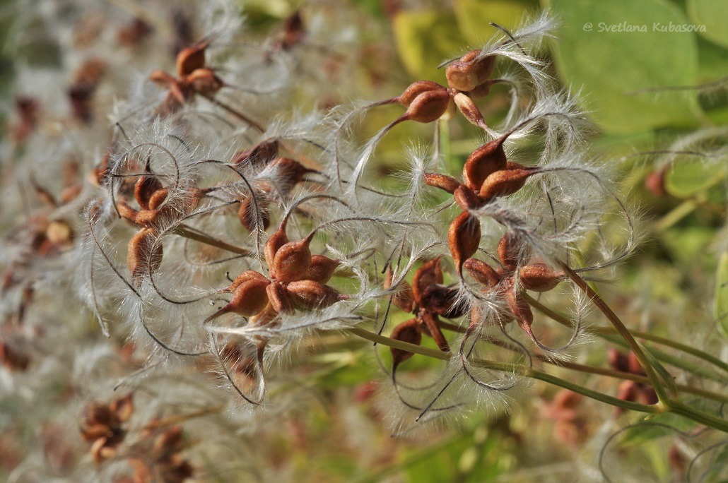 Image of Clematis mandshurica specimen.