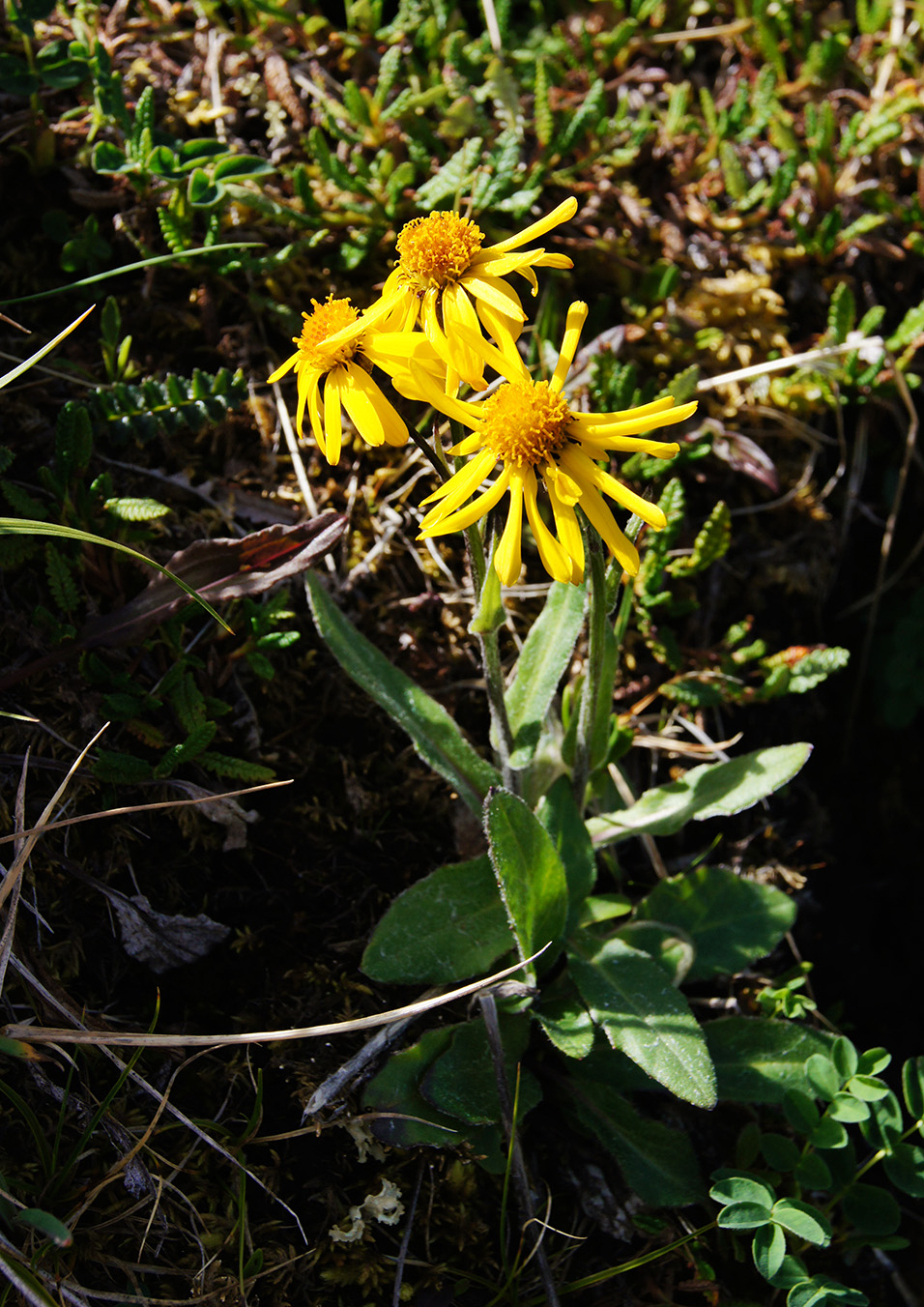 Image of Tephroseris tundricola specimen.