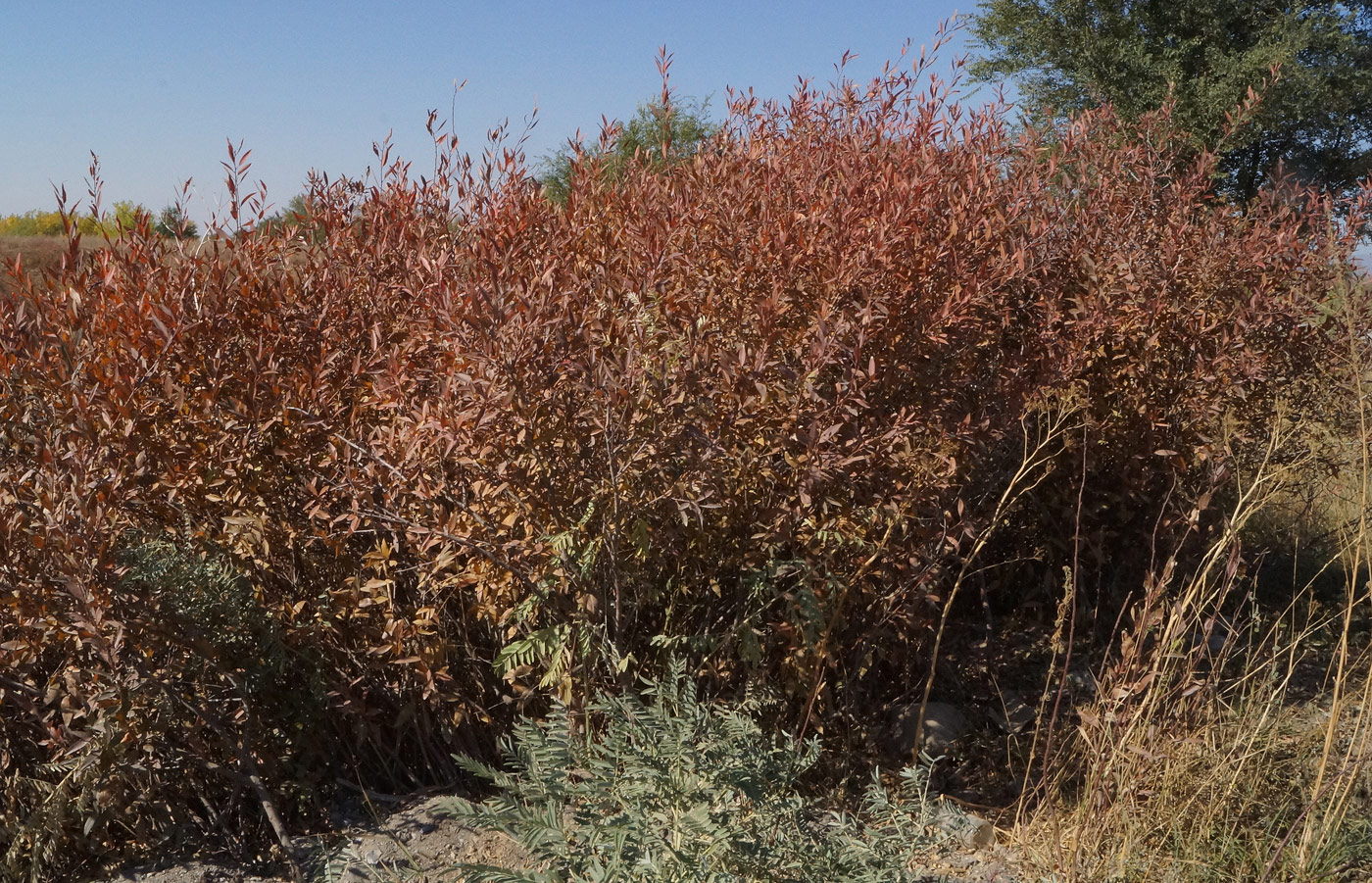 Image of Amygdalus ledebouriana specimen.