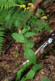 Crepis paludosa. Цветущее растение в лесу. Ленинградская обл., окр. пос. Рощино. 24.07.2009.