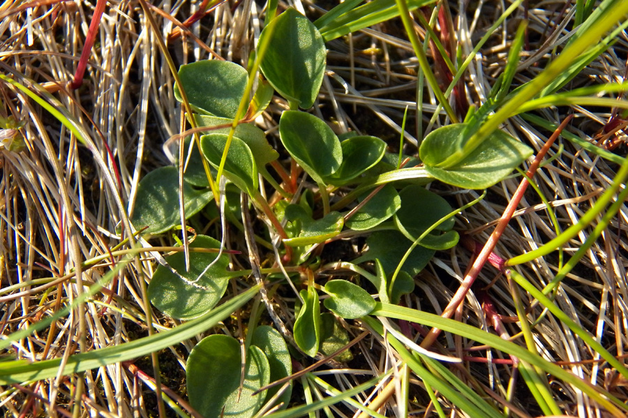 Изображение особи Parnassia palustris.