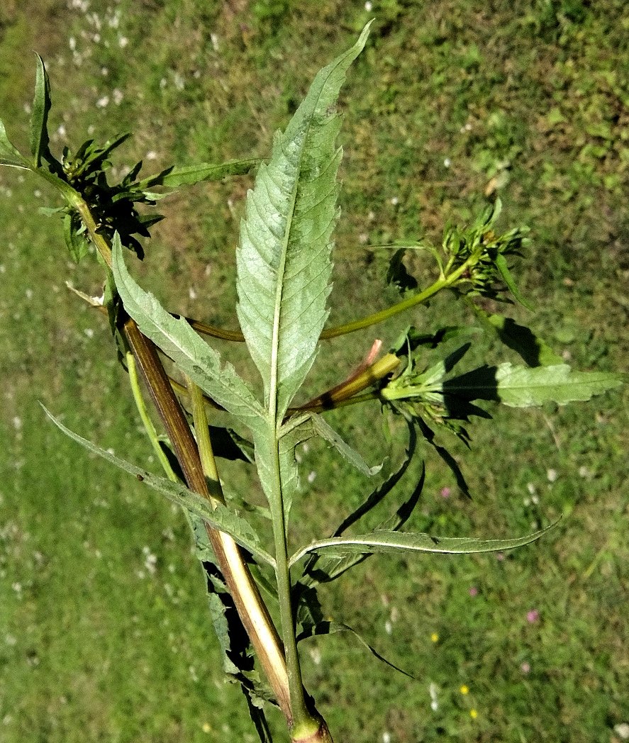 Image of Bidens maximowicziana specimen.