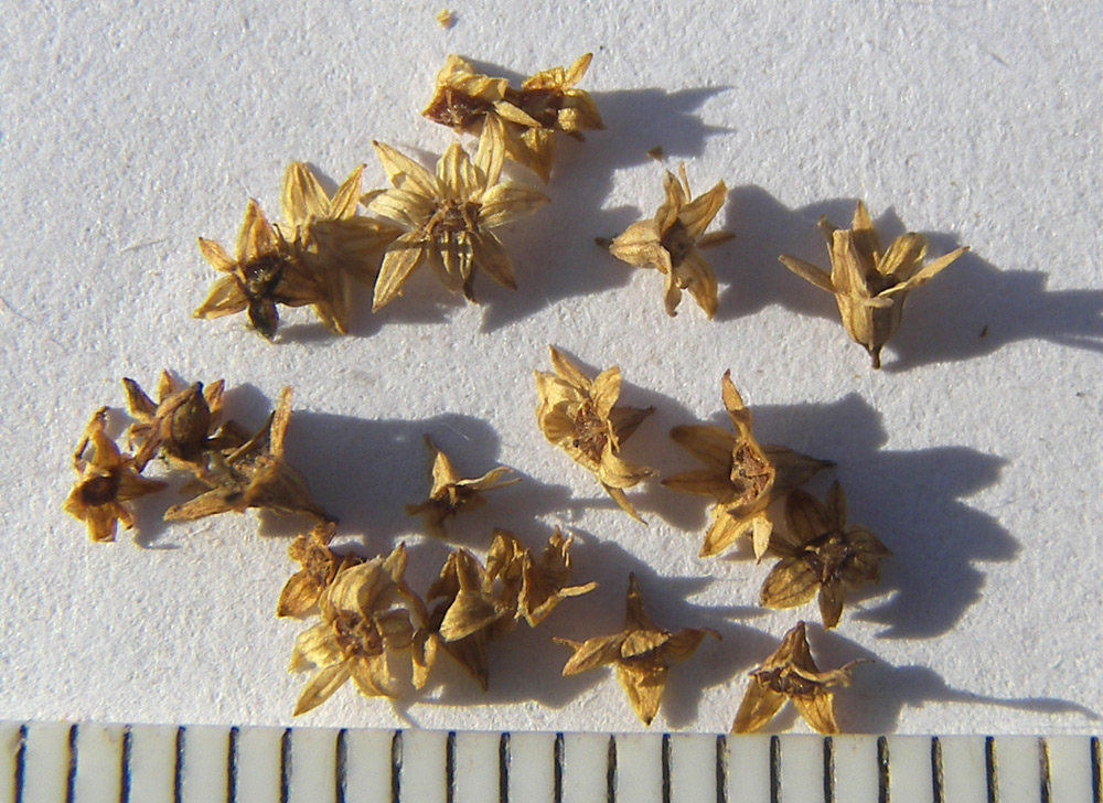 Image of Alchemilla psilocaula specimen.