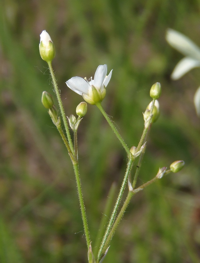 Image of Eremogone biebersteinii specimen.