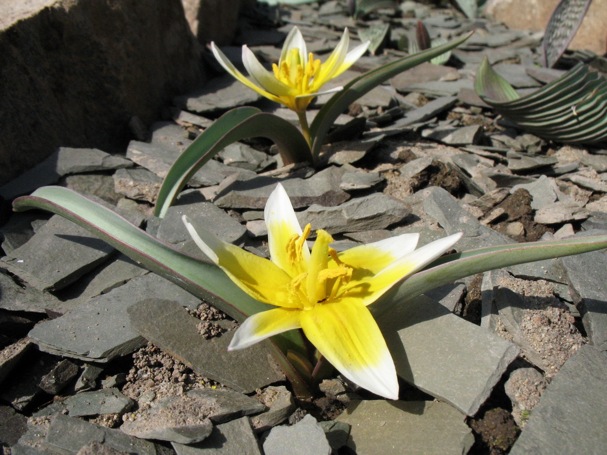 Изображение особи Tulipa dianaeverettiae.