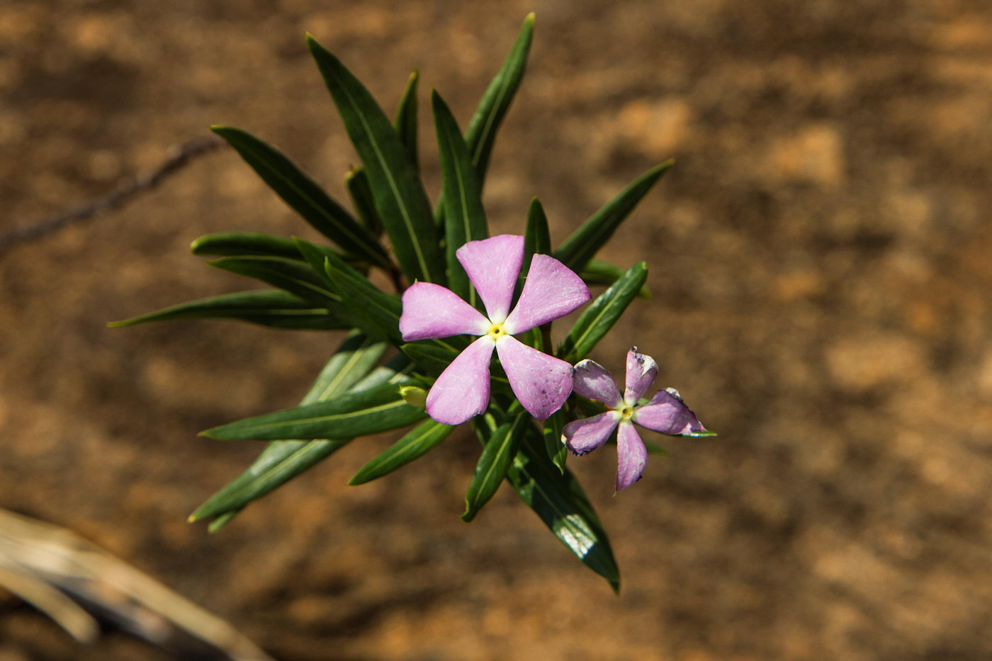 Image of Catharanthus longifolius specimen.