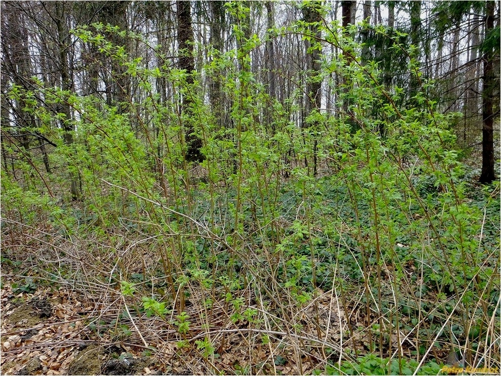 Изображение особи Rubus idaeus.