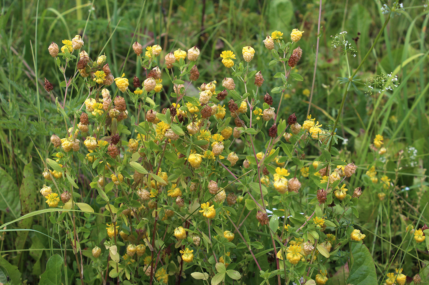 Изображение особи Trifolium aureum.