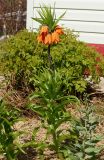 Fritillaria imperialis. Цветущее растение. Восточный Казахстан, Глубоковский р-н, окр. с. Тарханка, дачный участок, в культуре. 10.05.2017.