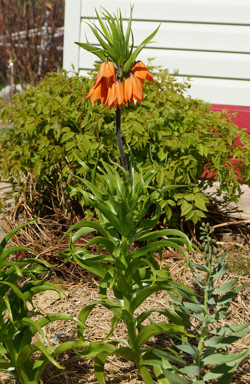 Image of Fritillaria imperialis specimen.