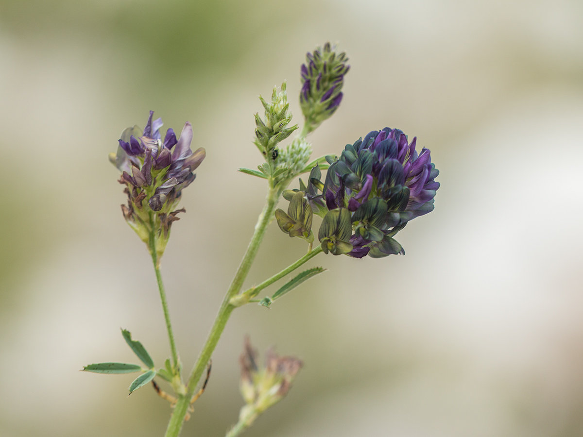 Image of Medicago &times; varia specimen.