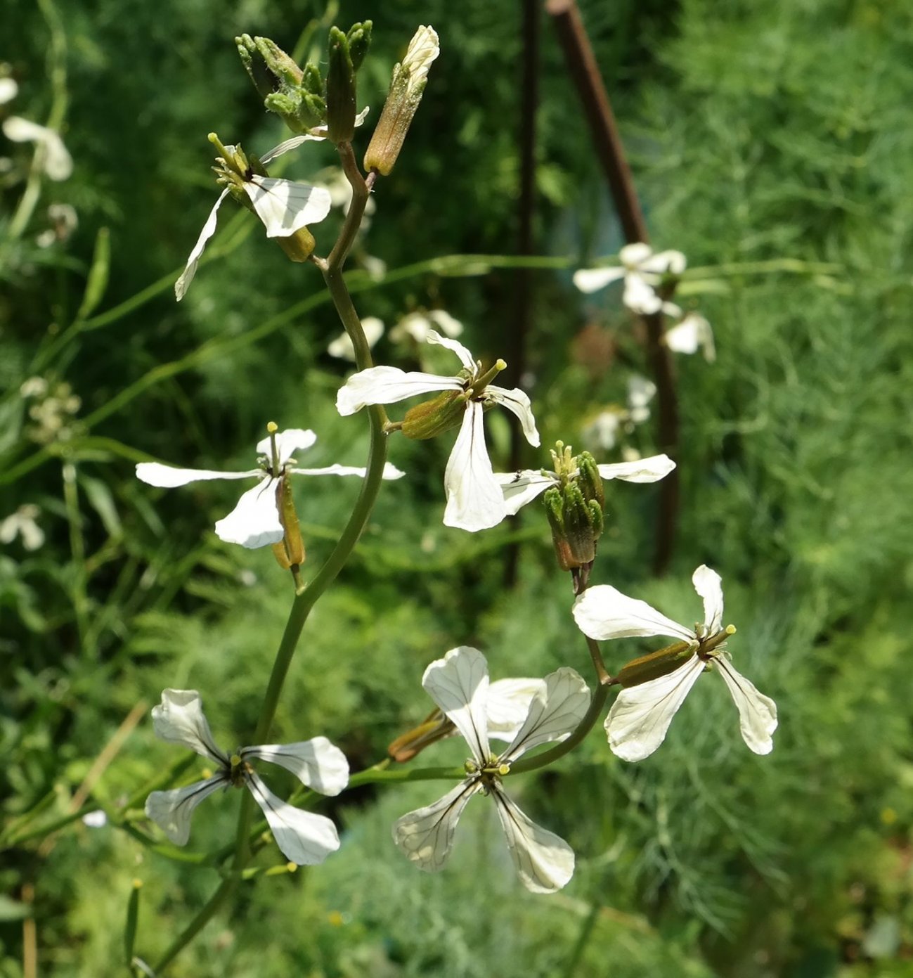 Image of Eruca sativa specimen.