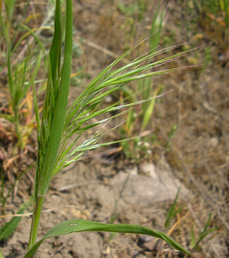 Image of Anisantha tectorum specimen.