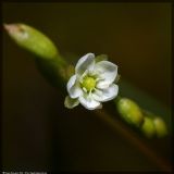 Drosera rotundifolia. Соцветие с одним распустившимся цветком. Республика Татарстан, памятник природы \"Ильинская балка\", 08.07.2008.