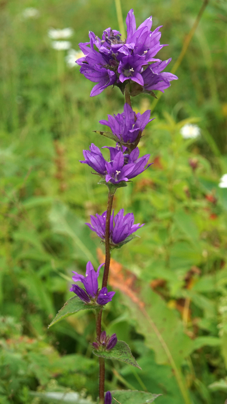 Изображение особи Campanula glomerata.